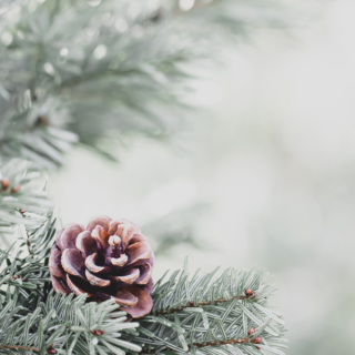 SP Guild Country SM Event